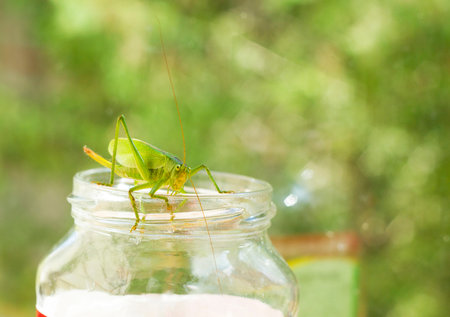Big green grasshopper sitting on neck of glass jar