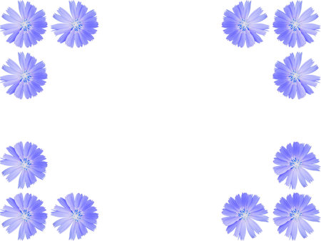 Bright blue wildflower Common chicory or Cichorium intybus isolated on white background flower fenceの写真素材