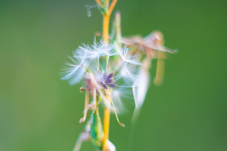 Fragile dandelion fluff. Autumn abstraction. Fragile fluff blowball