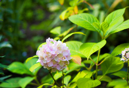 White flowers hydrangea in garden. Hortensia macrophylla