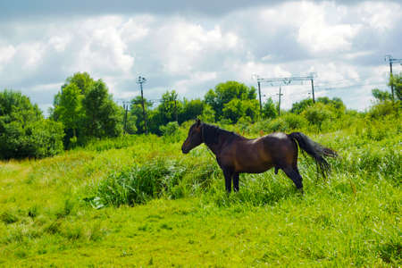 Dark brown horse standing in summer field. Scene of wildlife on pasture under cloudy blue sky. Wild horse on grasslandの写真素材
