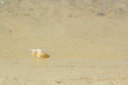 Shell in sand at water's edgeの写真素材