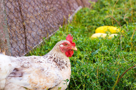 Chicken sitting in grass in backyard
