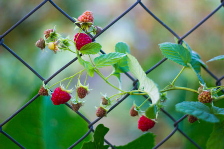 Branch of bush raspberry with berries woven over fence in autumn evening garden soft selective focus