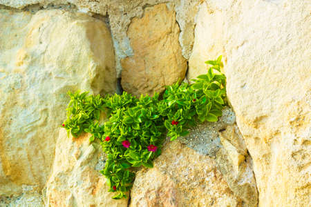Aptenia cordifolia plant with pink flowers growing on rock. Mesembryanthemum cordifolium with pink flowers, baby sun rose, heartleaf iceplantの写真素材