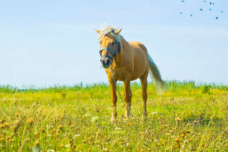 Horse Palomino in summer field. Light brown horse with white mane stands on meadow near blue lakeの写真素材