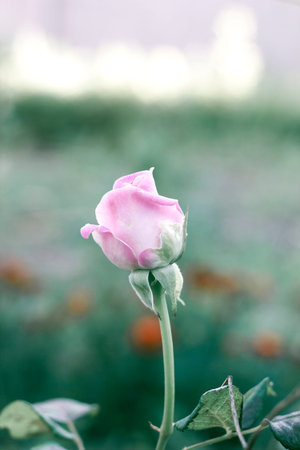 Flower pink rose in garden, photo in pastel colors top viewの写真素材