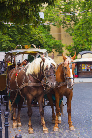Pair of horses harnessed to carriage standing in city street