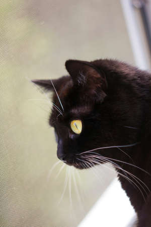 Portrait of black cat with white whiskers and eyebrows looking with interest in windowの写真素材