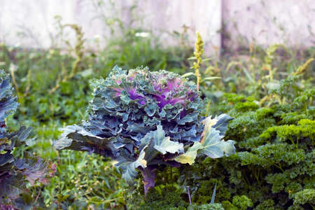 Cabbage Kale purple and green growing in gardenの写真素材