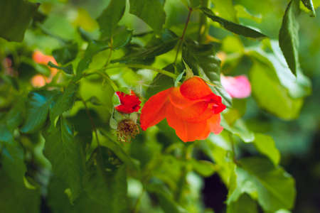 Orange rose flower with bud in gardenの写真素材