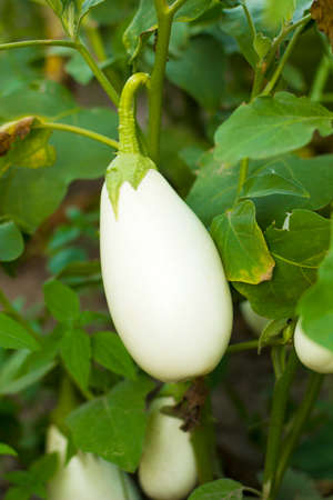 White eggplant growing in gardenの写真素材