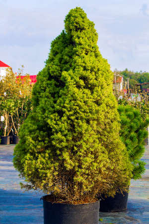 Picea glauca Conica dwarf decorative coniferous evergreen tree. White spruce green tree in pot. Also known as Canadian spruce, skunk spruce, cat spruce, Black Hills spruce, western white spruce, Alberta white spruce, and Porsild spruceの写真素材