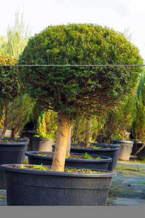Taxus evergreen coniferous tree trimmed in shape of sphere in potの写真素材