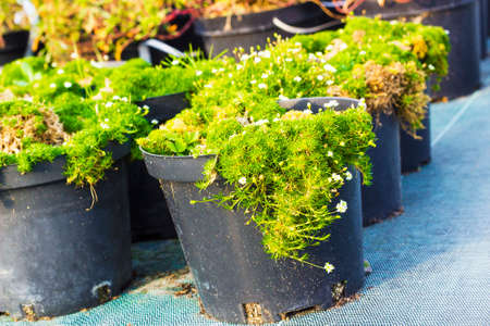 Sagina blooming plants in pots for sale. Irish moss in flowerpotsの写真素材