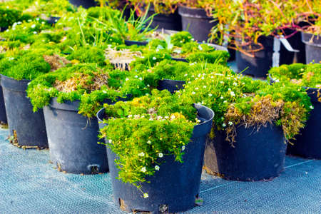 Sagina blooming plants in pots for sale. Irish moss in flowerpotsの写真素材