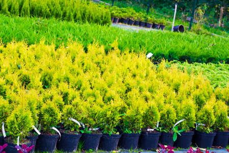 Many pots with Thuja occidentalis sold in garden center. Also known as Northern White Cedar, eastern arborvitae, Eastern White Cedar, Arborvitae, Eastern Arborvitae, Swamp Cedar treeの写真素材