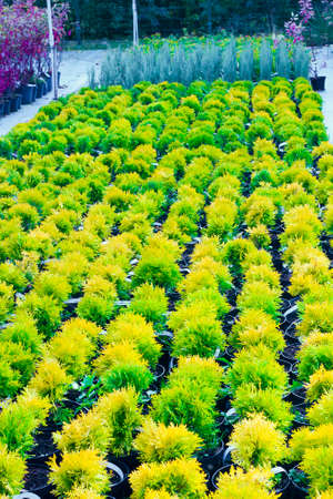 Many pots with Thuja occidentalis sold in garden center. Also known as Northern White Cedar, eastern arborvitae, Eastern White Cedar, Arborvitae, Eastern Arborvitae, Swamp Cedar treeの写真素材