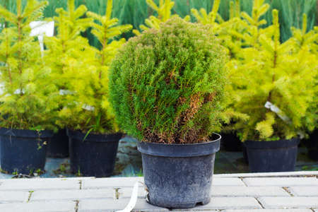 Small Taxus evergreen coniferous tree in flowerpot sold at garden center against fir treesの写真素材