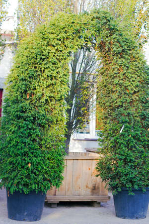Blurred arch of two evergreen trees Taxus, soft focusの写真素材