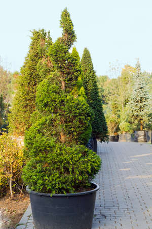 High Taxus evergreen coniferous tree trimmed in shape of spiral in potの写真素材