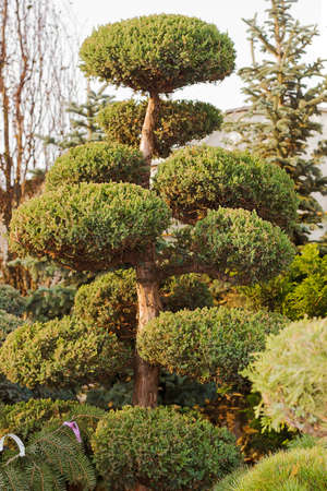 High Taxus evergreen coniferous topiary in form of clouds tree in garden, vintage colored, selective focusの写真素材