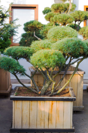 Big Pine topiary in form of clouds evergreen tree in wooden pot in garden, selective focus