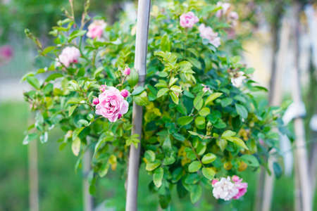Bush with pink roses in summer garden, pastel tones, selective focusの写真素材