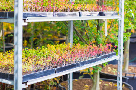 Rows of seedlings of different plants in pots stand on metal rack and sold in garden center,...