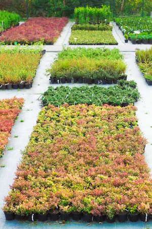 Rows of seedlings of different plants in pots sold in garden centerの写真素材