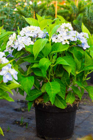 Flowering bush Hortensia with blue flowers in black flowerpotの写真素材