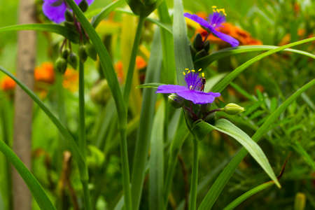 Violet flowers with yellow anthers Tradescantia in summer garden. Small Hoverfly on flowerの写真素材