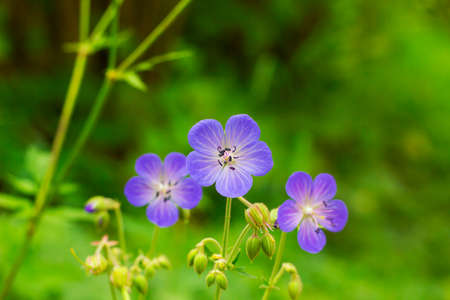 Violet flowers Geranium pratense or meadow geranium in green field. Meadow crane's-bill flowers on green blurred backgroundの写真素材