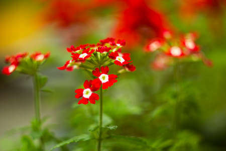 Blurred red flowers Verbena hybrida in gardenの写真素材
