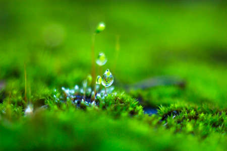 Abstract blurred background moss and dew dropsの写真素材
