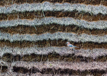 Eurasian jay bird on thatched roof. Garrulus glandarius bird walks on roof, nature abstractの写真素材