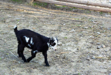 Black and white little goat on farm side viewの写真素材