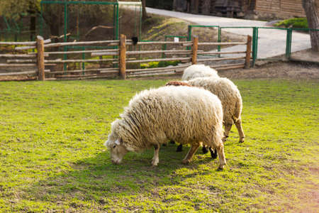 Grazing sheeps on green meadow near wooden fenceの写真素材