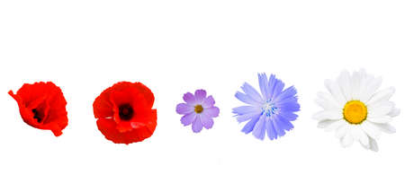Different garden flowers isolated on white background. Poppy, cichorium, cosmos, daisy flower on whiteの写真素材