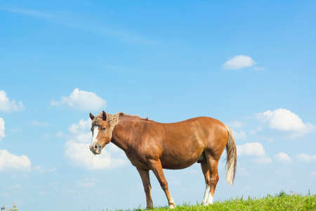 Wild horse brown color on grass. Domestic animal horse on pasture. Summer rural landscape with grazing horse in meadow against cloudy blue sky, side viewの写真素材