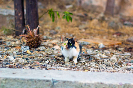 Three colored kitten with green eyes sitting under treeの写真素材