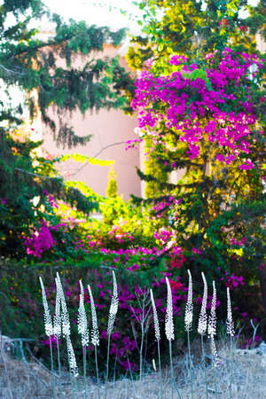White flowers Chamerion angustifolium on blurred background of pink bougainvillea bush and evergreen tree, soft focusの写真素材