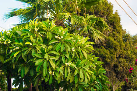 White flowers Plumeria or Frangipani with yellow heart on tree branch. Plumeria blooming treeの写真素材