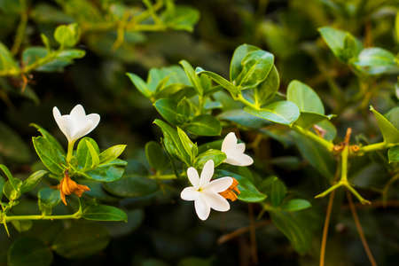 White flowers Plumeria or Frangipani with yellow heart on tree branch. Plumeria flower blooming on treeの写真素材