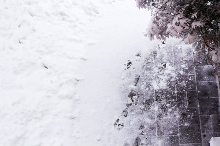 Snow-covered yard and footprints in snow, arborvitae branch under snow in side, top view