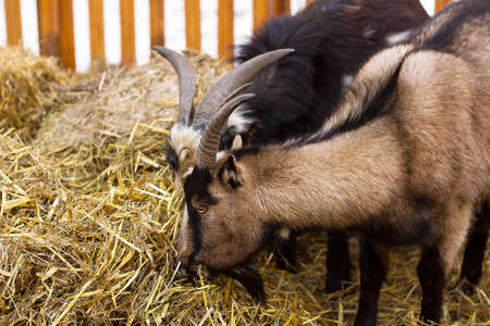 Two goats eating hay surrounded by wooden fenceの写真素材