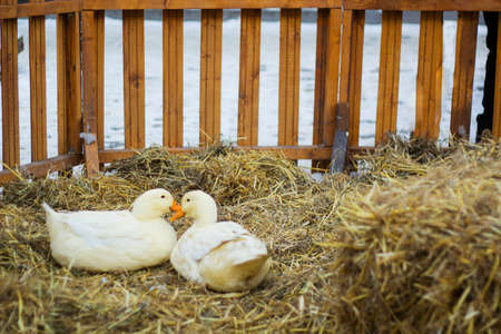 Pair of white ducks sitting on hay. Pair of Pekin duckの写真素材