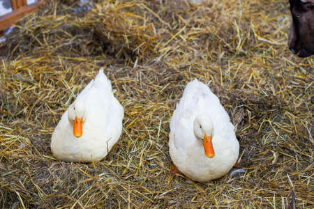 Pair of white ducks sitting on hay. Pair of Pekin duckの写真素材