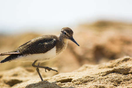 Actitis hypoleucos bird of Scolopacidae family on beach near sea. Common sandpiper, Tringa hypoleucos bird in Cyprusの写真素材
