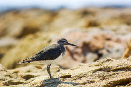 Actitis hypoleucos bird of Scolopacidae family on beach near sea. Common sandpiper, Tringa hypoleucos bird in Cyprusの写真素材
